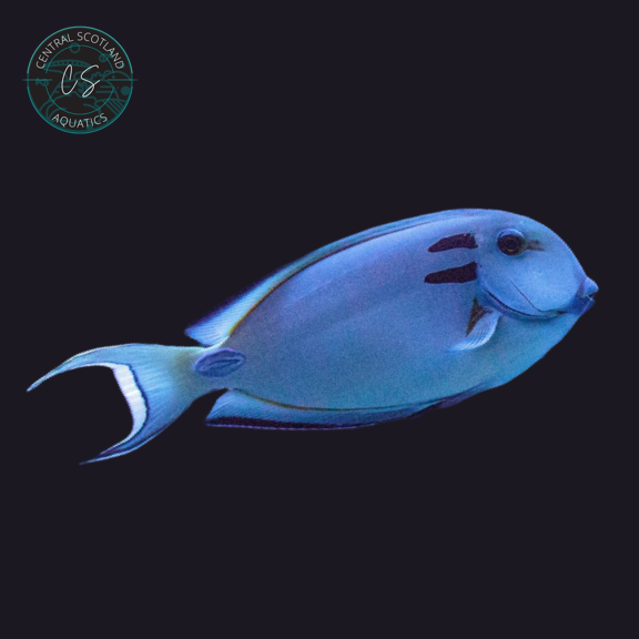 Vampire Tang (Acanthurus tennentii)