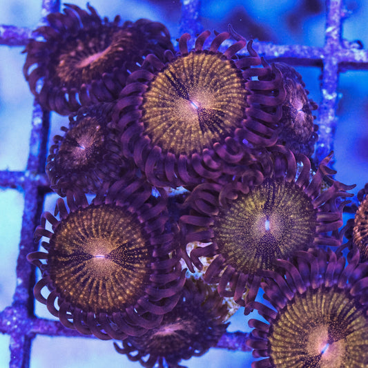 WYSIWYG Reverse Space Monster Zoa 4+ Polyps