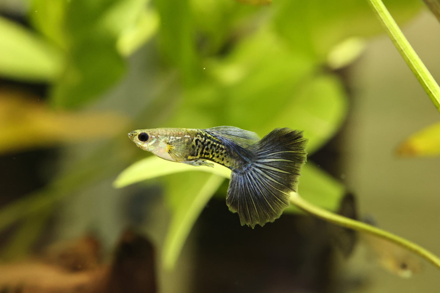 Purple Dragon Guppy PAIRS 2-3cm