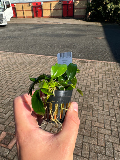 Anubias Nana Petite in 5cm Pot