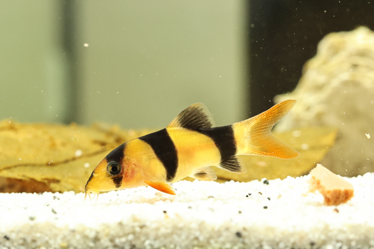 Clown Loach 6cm+