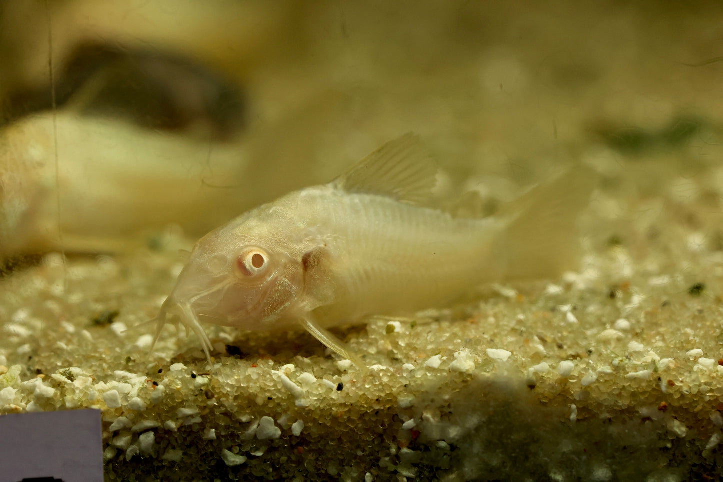 Albino Cory 3cm