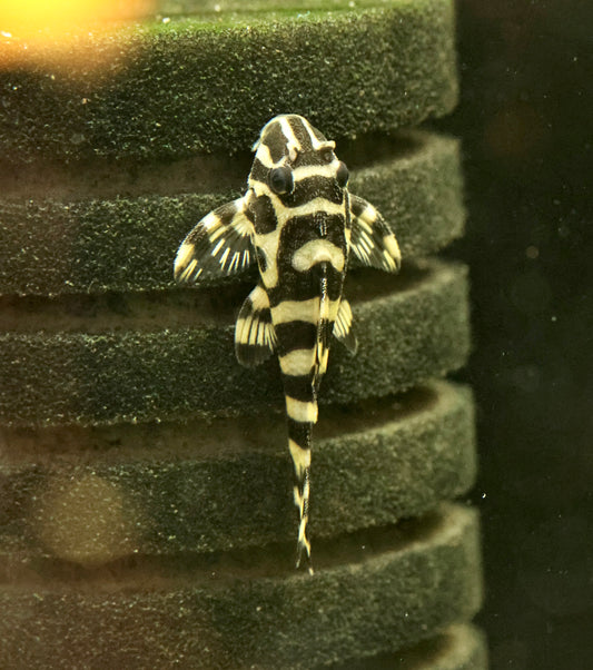 L134 Leopard Frog Pleco 4-5cm