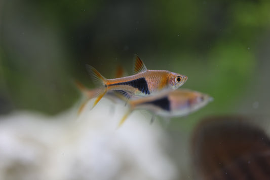 Harlequin Rasbora 3cm