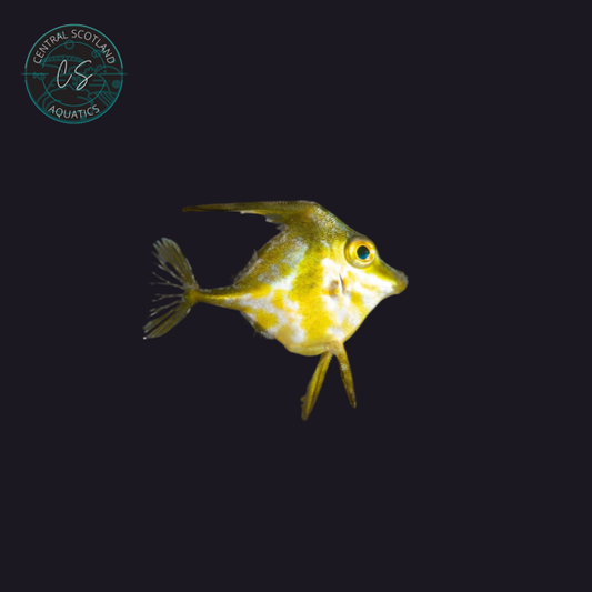 Tripod Filefish (Tripodichthys spp.)