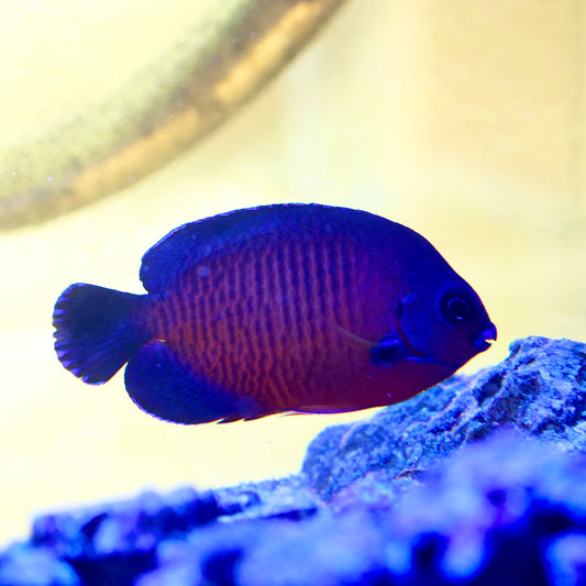 Coral Beauty Angelfish (Medium/Large)