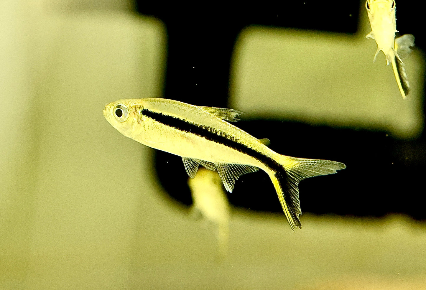 Penguin Tetra 3.5cm