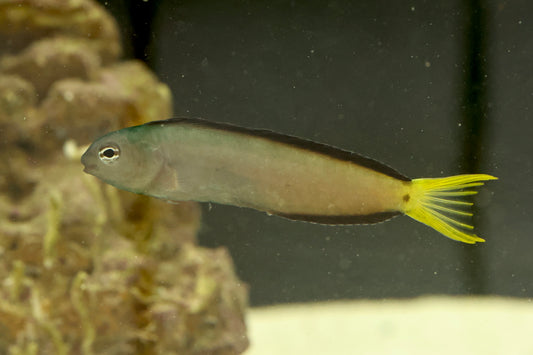 African Blenny (Medium/Large)