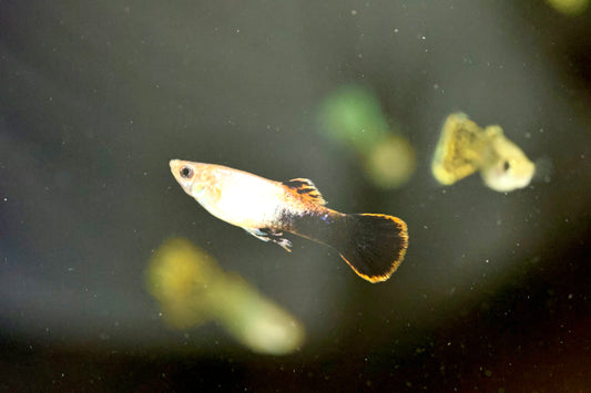 Dawn Guppy Male 2-3cm