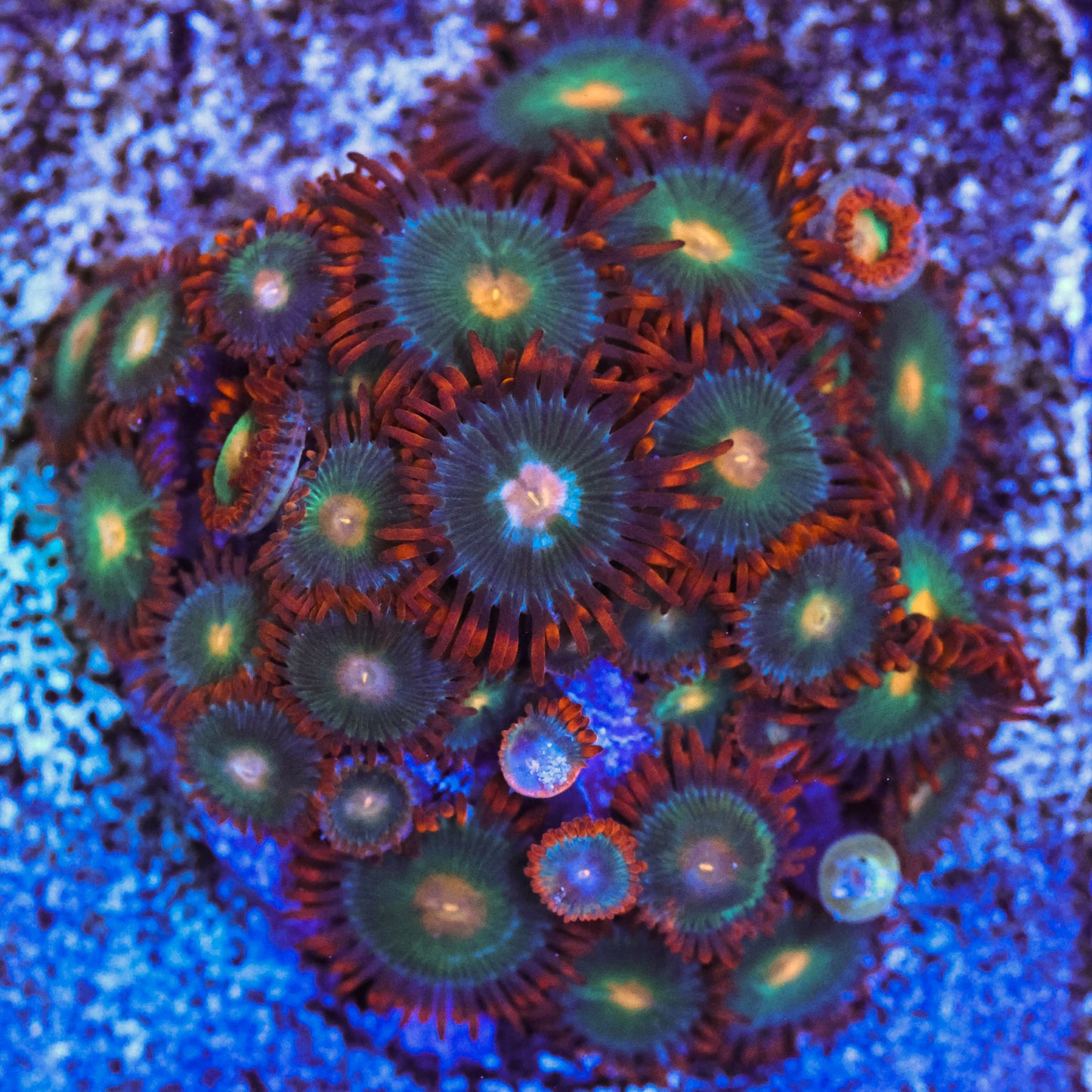 Gatorade Zoa