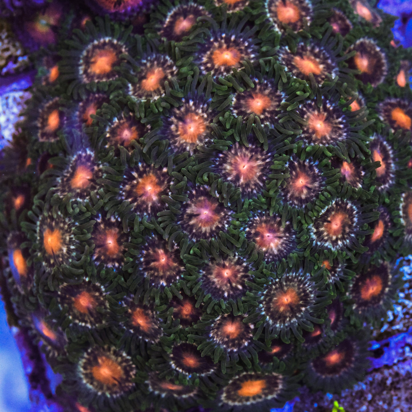 Unknown Green & Orange Zoa