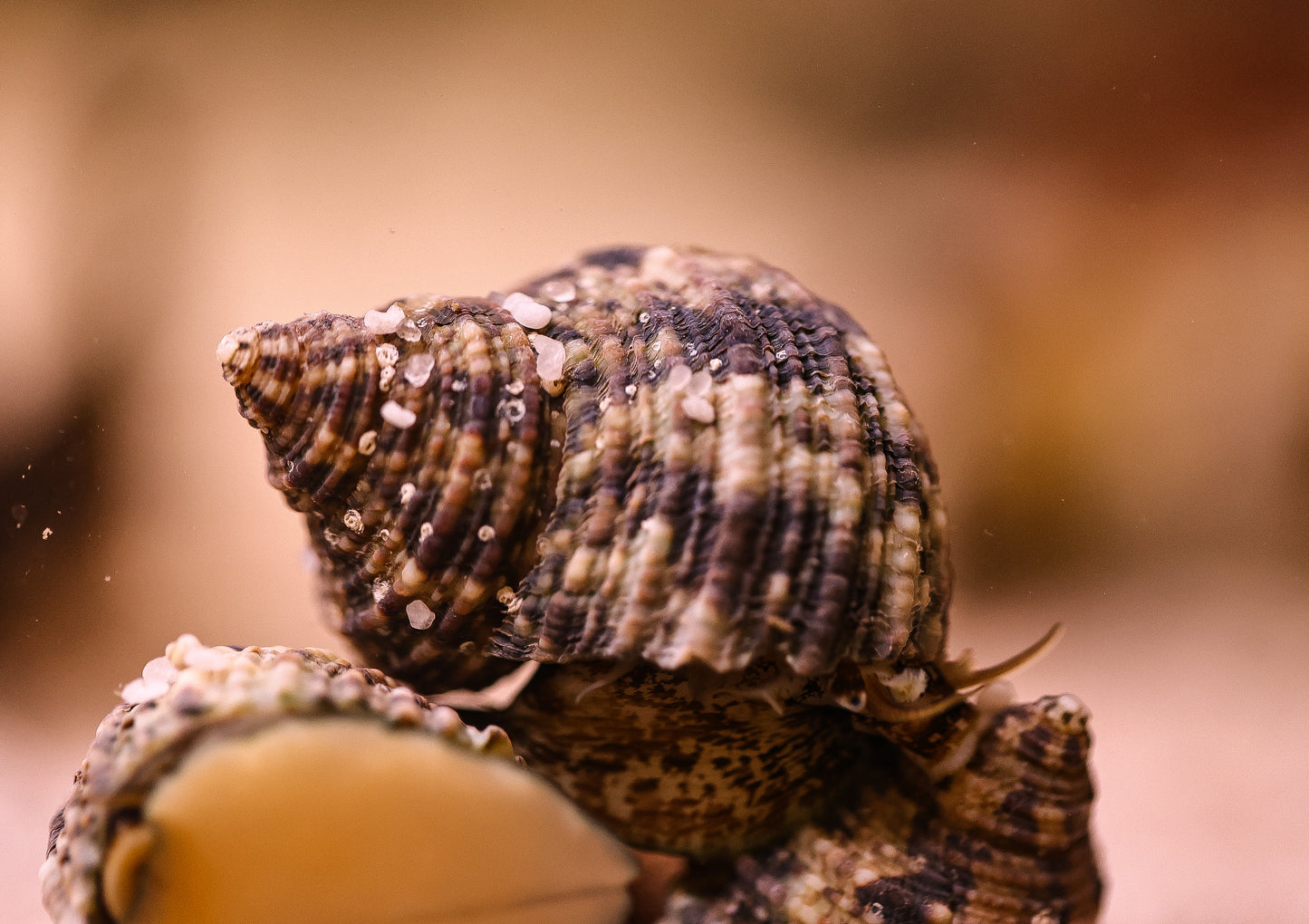 Turban Snail x5