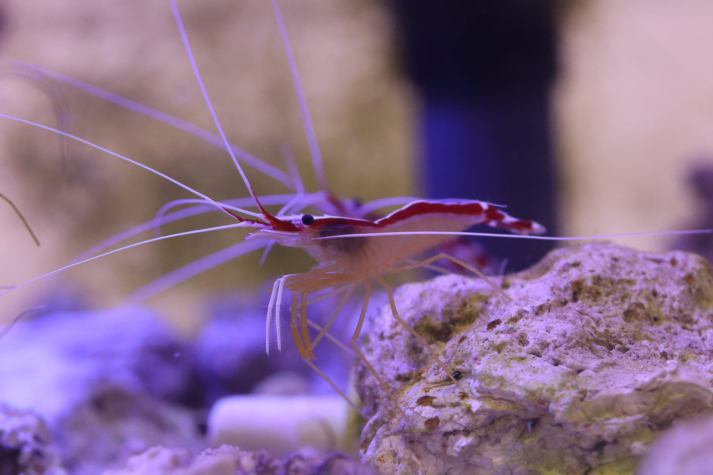 Cleaner Shrimp