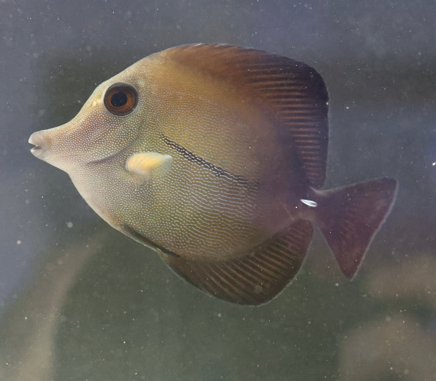 Scopas Tang (Medium)