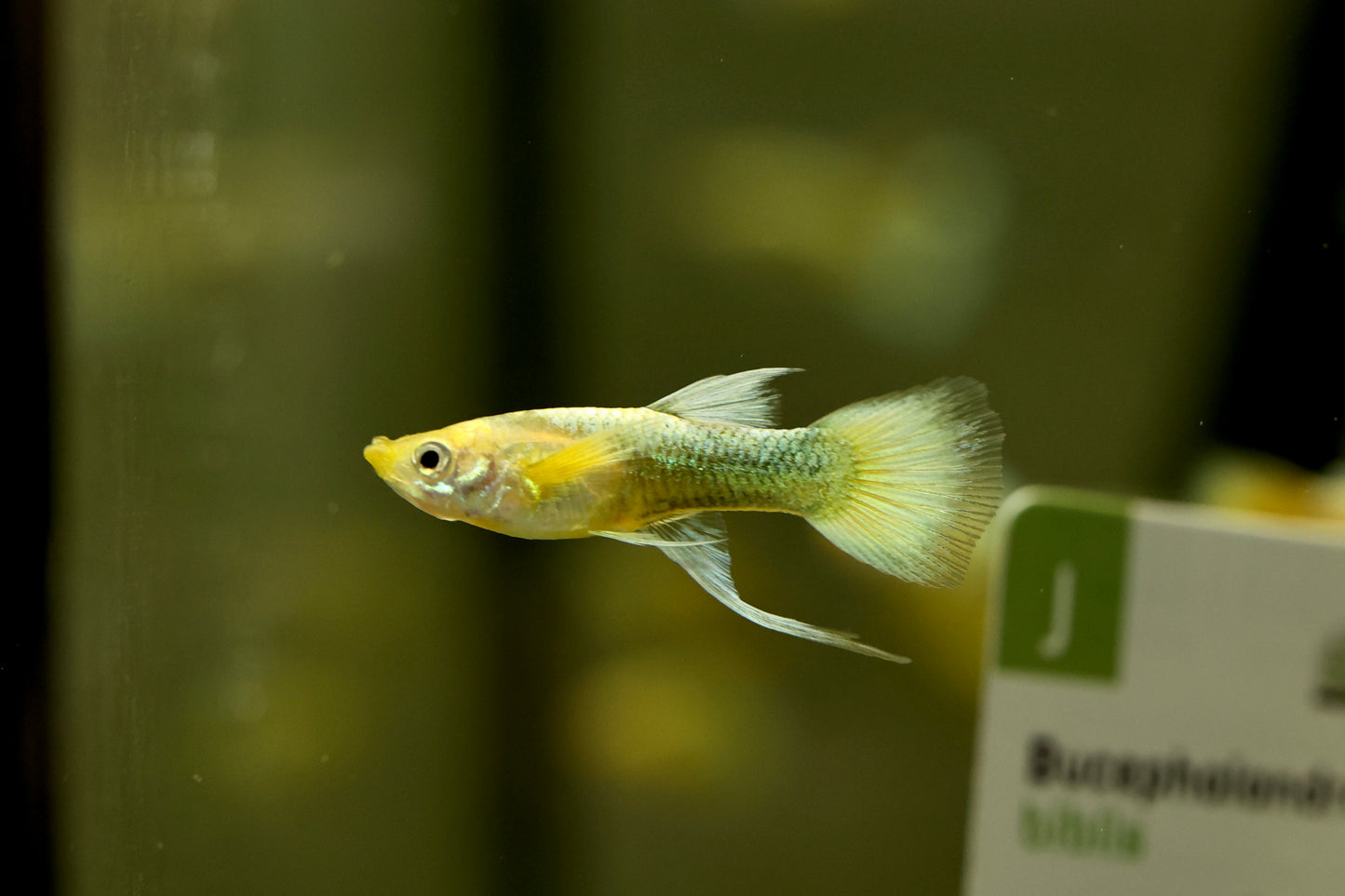 Full Gold Ribbon Fin Guppy PAIRS 2-3cm