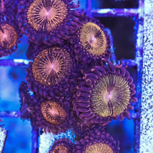 WYSIWYG Reverse Space Monster Zoa 4+ Polyps