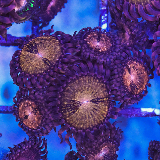 WYSIWYG Reverse Space Monster Zoa 4+ Polyps