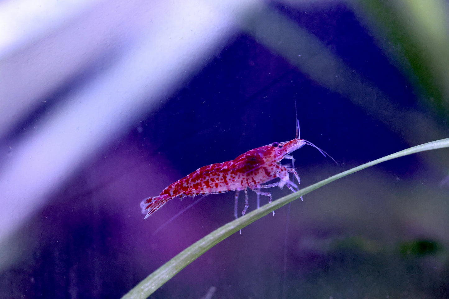 Red Cherry Shrimp 1-2cm