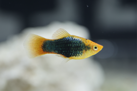 Red Tuxedo Platy 3cm