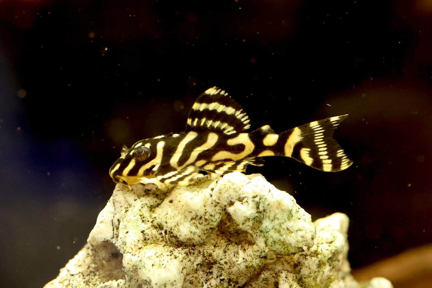 L333 King Tiger Pleco 5cm Locally Bred