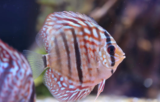 Assorted Premium Discus 6-7cm