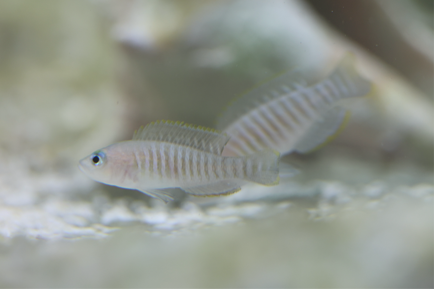 Neolamprologus Multifasciatus 3cm