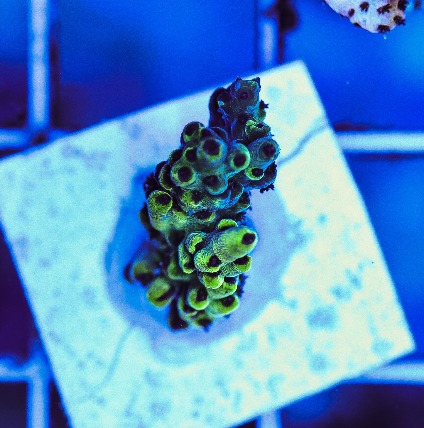 WYSIWYG Pikachu Acropora Frag