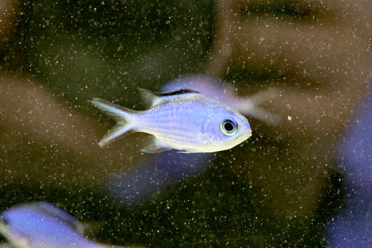 Blue Reef Chromis (Medium)