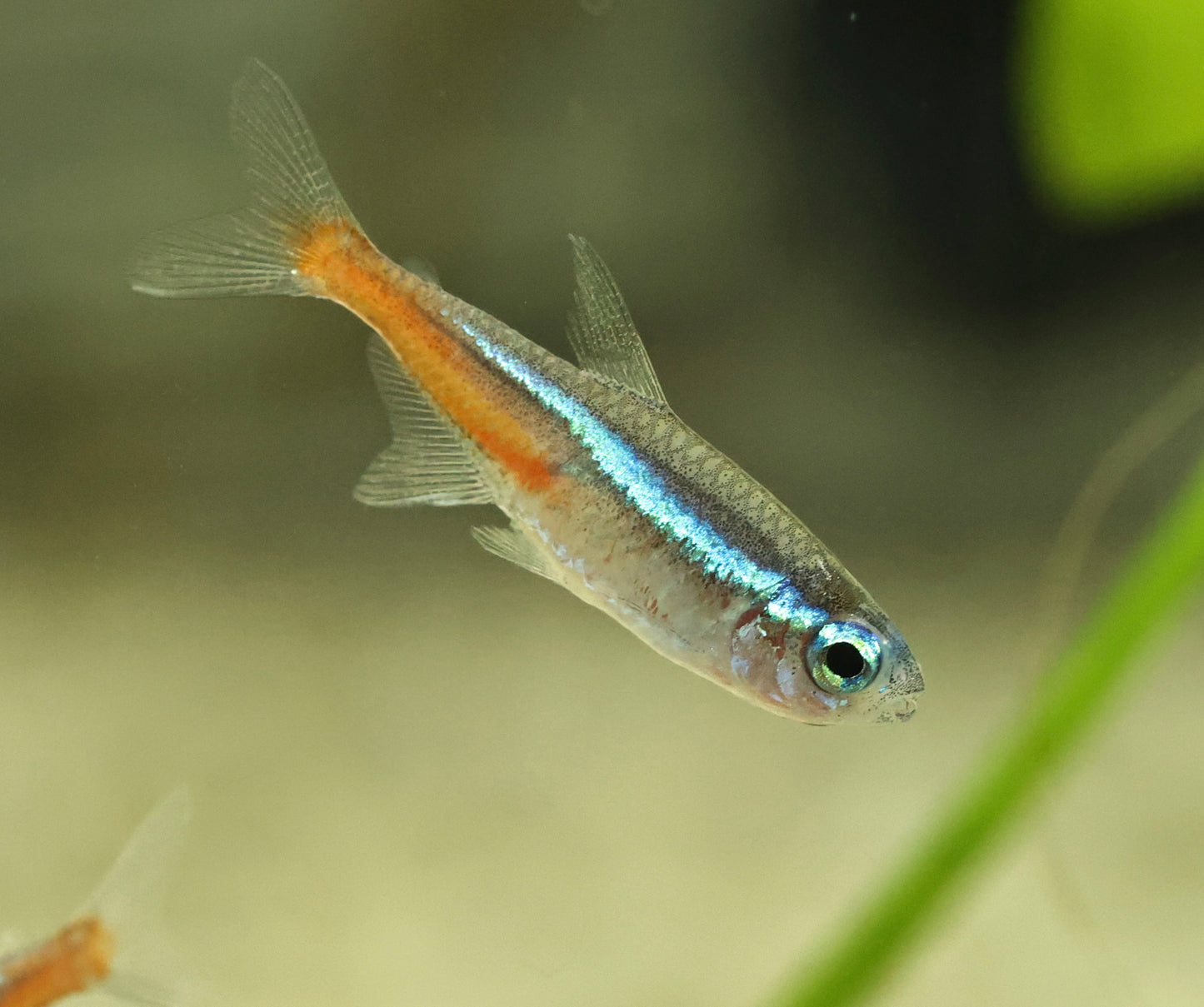 Neon Tetra 2-2.5cm