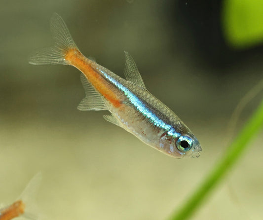 Neon Tetra 2-2.5cm