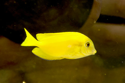 WYSIWYG Orange Shoulder Tang 6-7cm