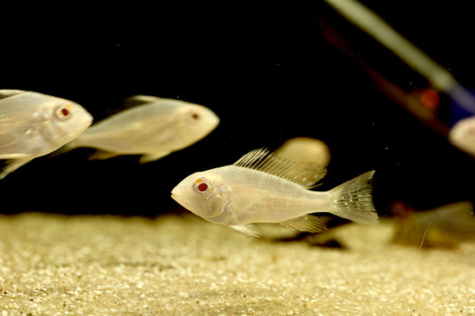 Albino Threadfin Acara 5cm