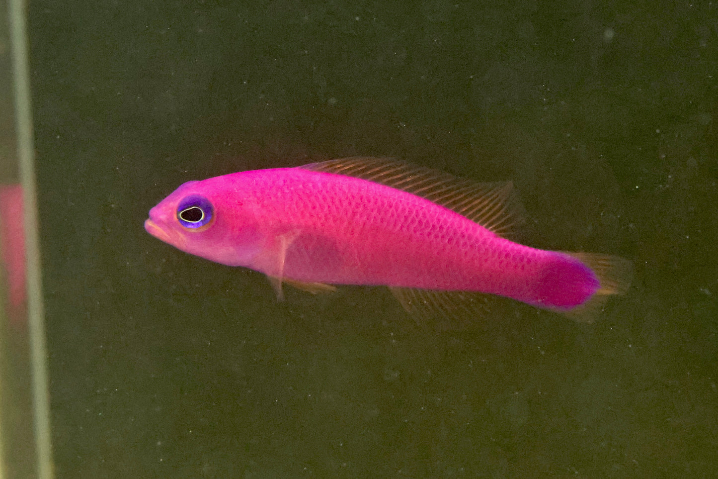 Strawberry Pygmy Basslet (Pictichromis porphyrea) 4-5cm