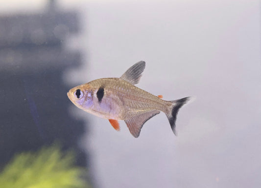 Black Phantom Tetra 3cm