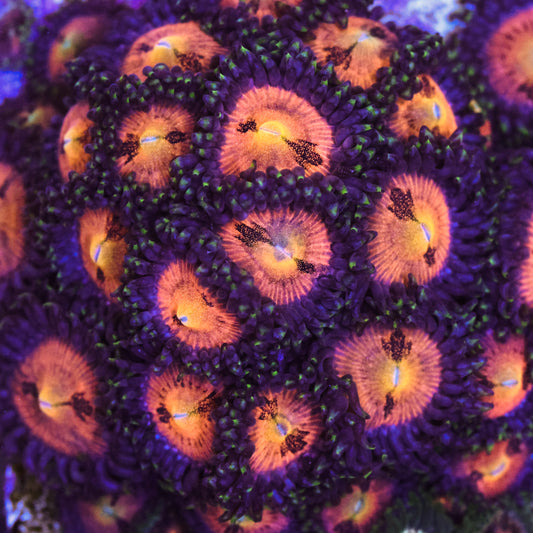 Fairy Duster Zoa