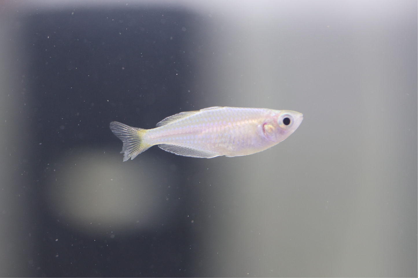 Neon Praecox Rainbow 2-3cm