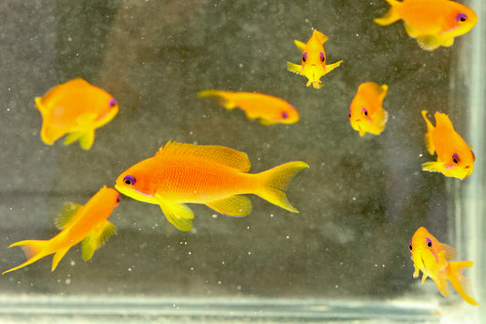 Lyretail Anthias (Pseudanthias squamipinnis) Female