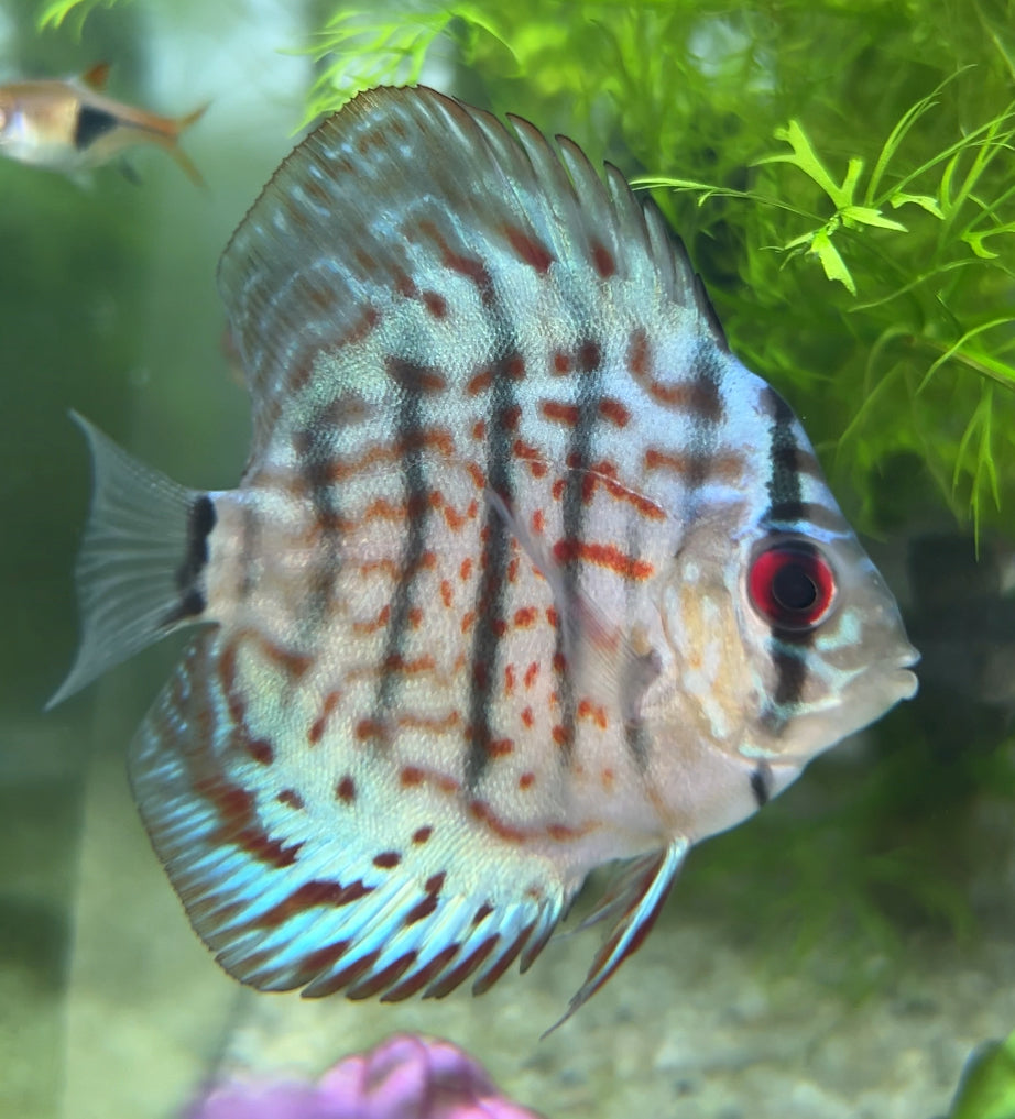 Assorted Premium Discus 6-7cm