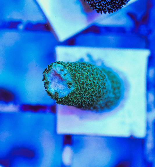 WYSIWYG Green Montipora Digitata Frag