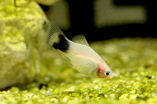 White Mickey Mouse Platy 4cm