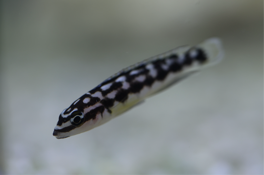 Julidochromis Transcriptus Kissi 4cm