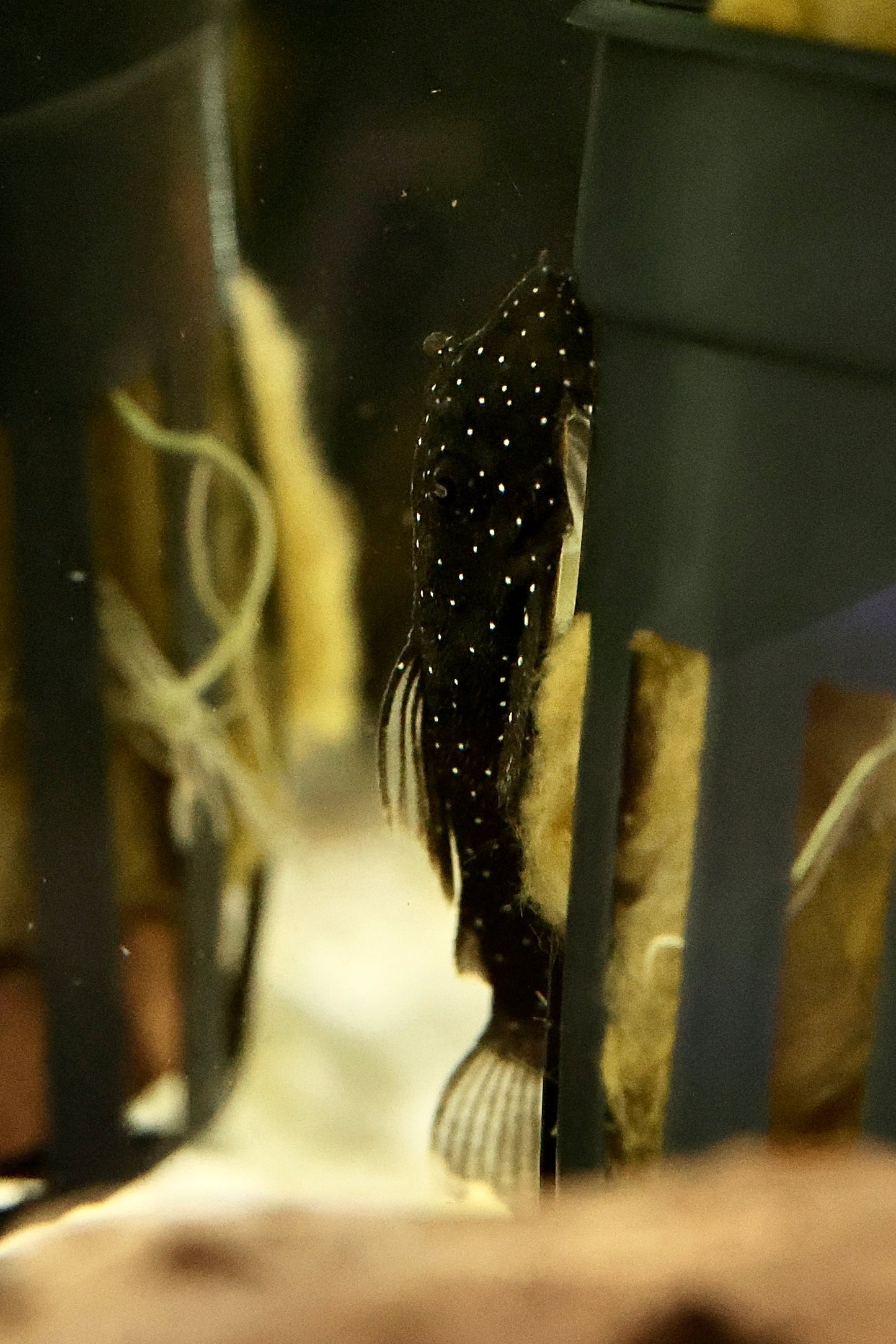 L183 Starlight Pleco 4cm Locally Bred