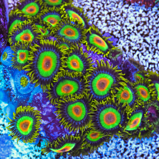 Rasta Zoa