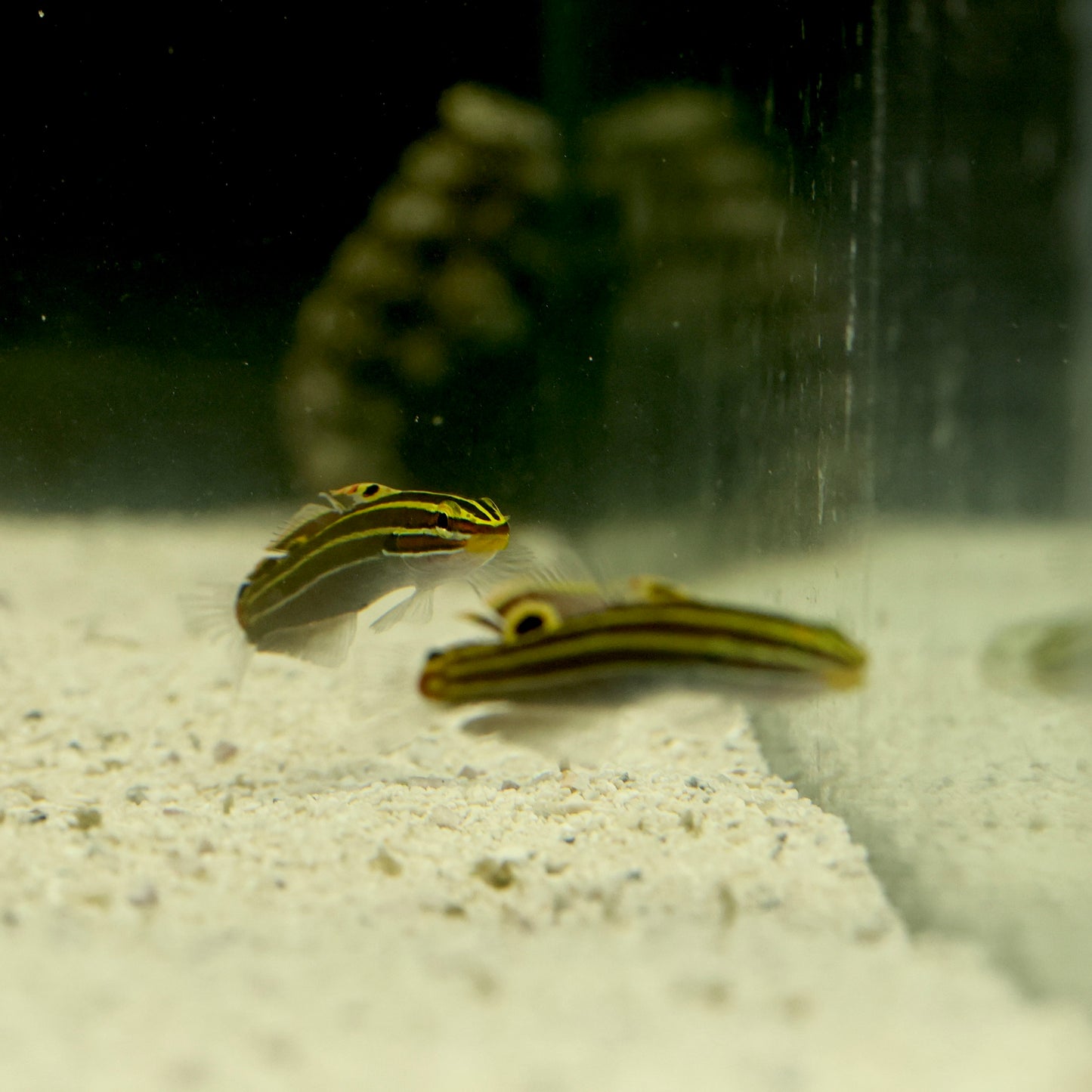 Gold Jester Goby (Medium)