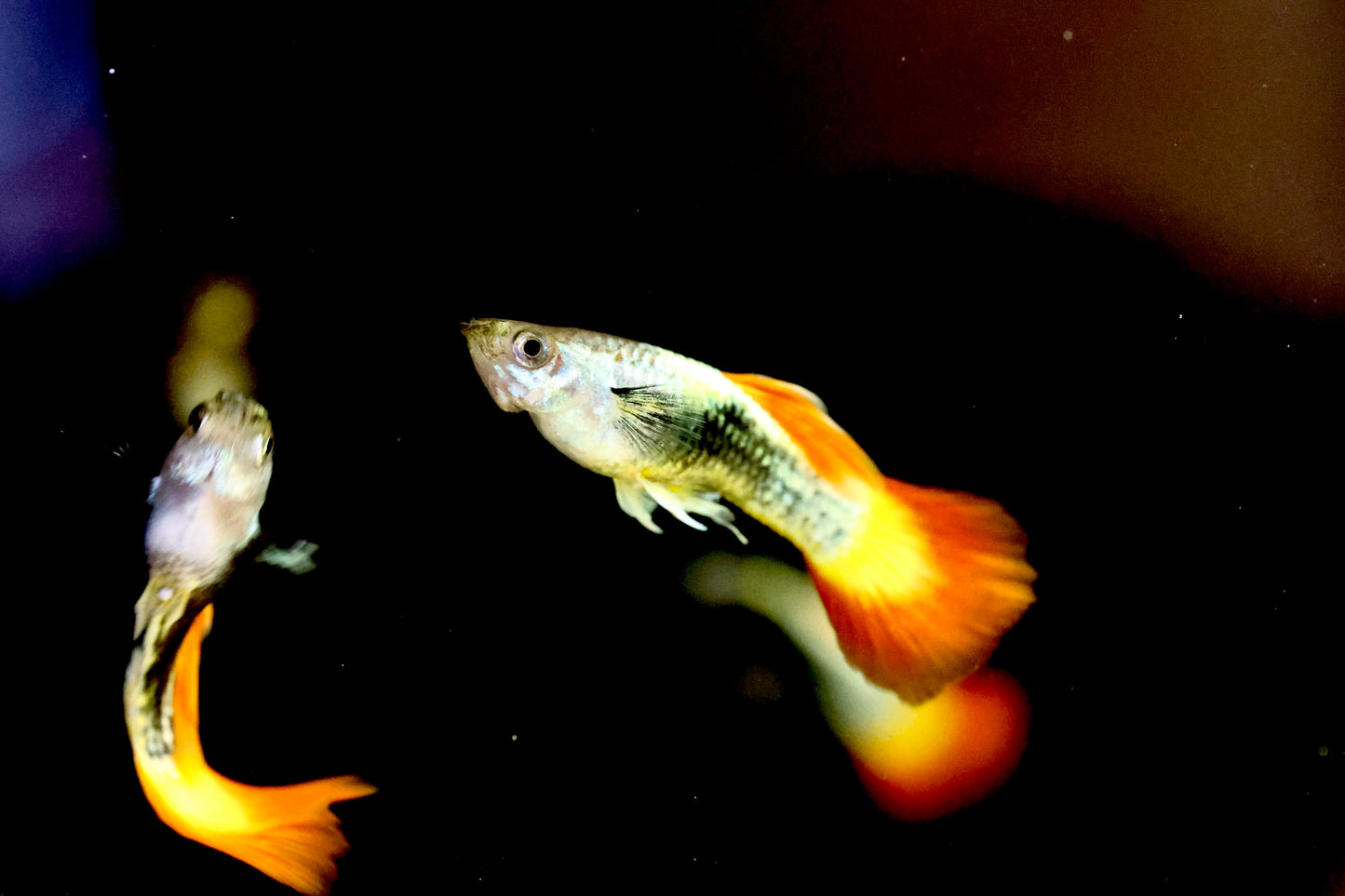 Flame Guppy 2-3cm