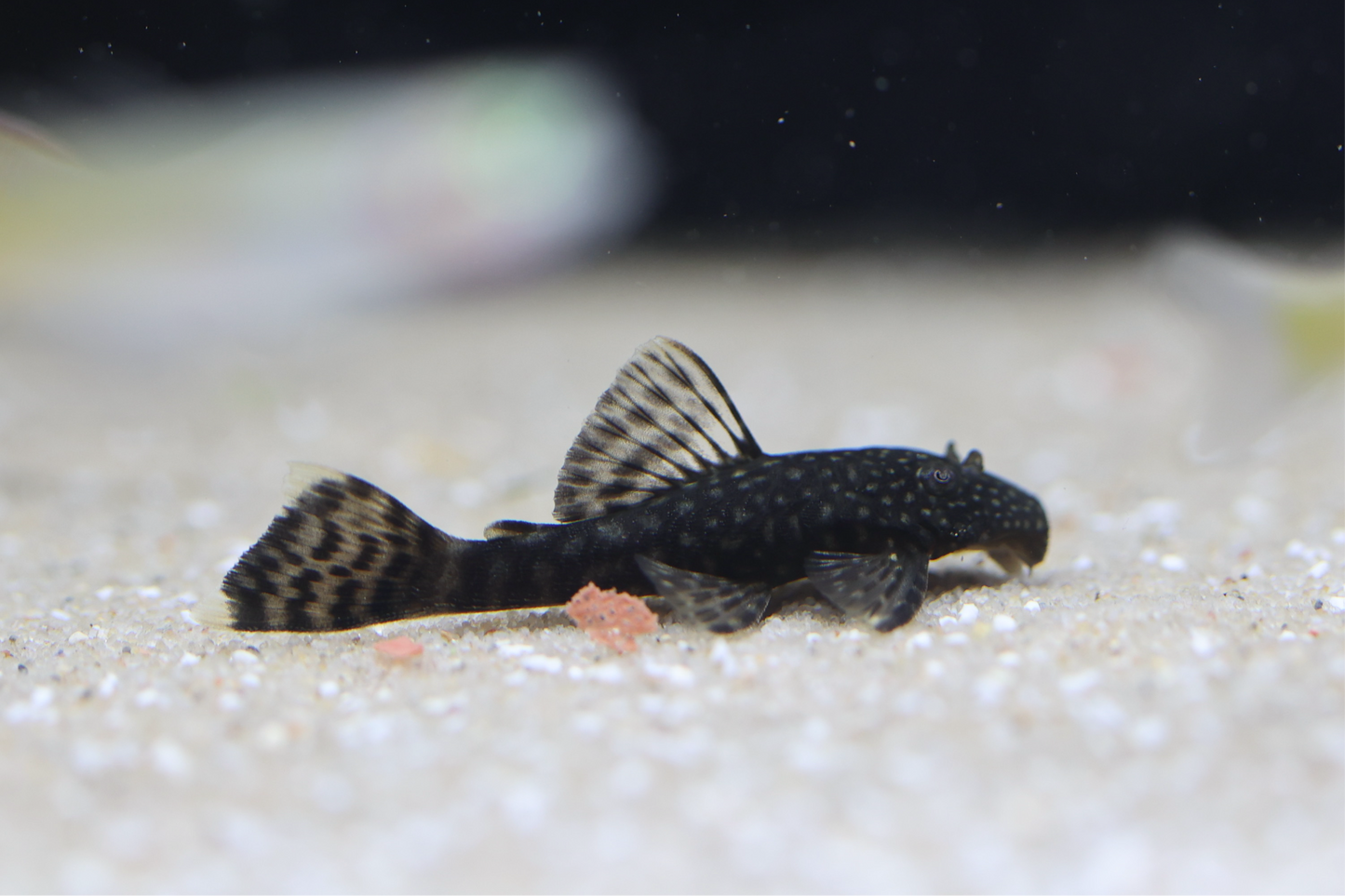 Bristlenose Pleco 5cm