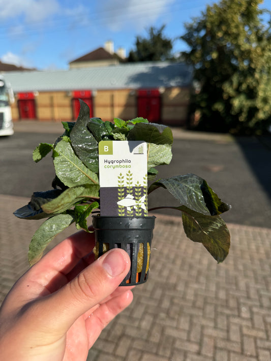 Hygrophila corymbosa in 5cm Pot