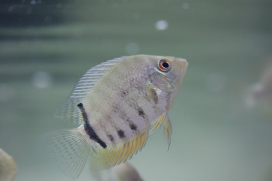 Red Neck Severum 5-6cm