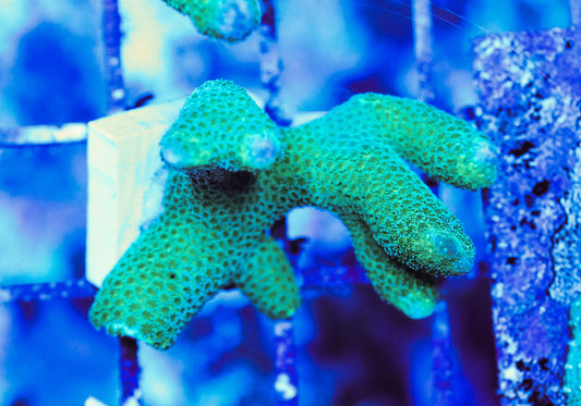 WYSIWYG Green Montipora Digitata Frag