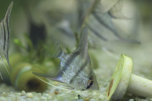 Peruvian Altum Angelfish 4cm